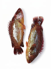 Koi Fish Per Kg 1650 Taka