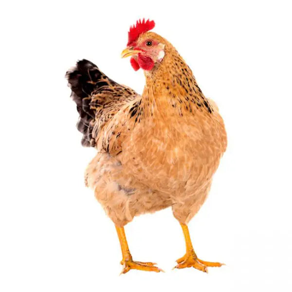 Sonali Chicken