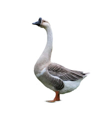 Swan (রাজহাঁস) (Processed)