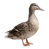Duck (দেশিপাতি হাঁস)