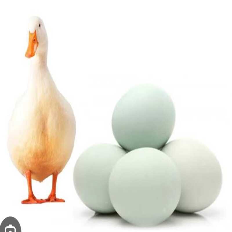 Egg Duck (হাঁসের ডিম)